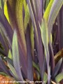 iris-versicolor-purple-flame3.jpg