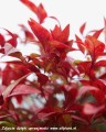 nandina-fire-power.jpg