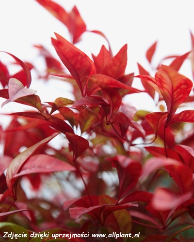nandina-fire-power.jpg
