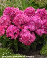 phlox-bambini-phlox-bambini-sweet-tart2.jpg