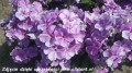 phlox-bambini-phlox-bambini-lucky-lilac1.jpg