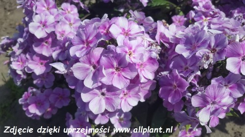 phlox-bambini-phlox-bambini-lucky-lilac1.jpg