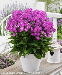 Floks wiechowaty 'Famous Purple' C1,5