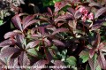 rodgersia-bronze-peacock2.jpg