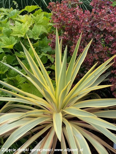 yucca-citrus-twist.jpg