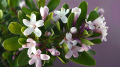 wawrzynek-ethernal-fragrance 2.png