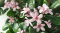 wawrzynek-ethernal-fragrance.png
