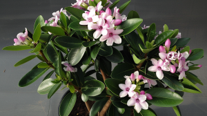 Wawrzynek transatlantycki  Fragrance® 'Pink' C2