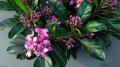 wawrzynek-pink-fragrance 2.png