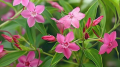 Jasminum beesianum 1.png