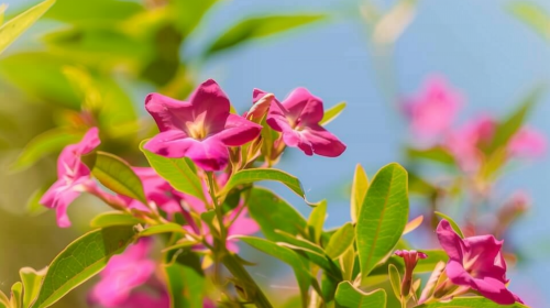 Jasminum beesianum 2.png