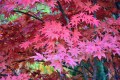 Atropurpureum3.jpg