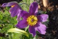 pasque-flower-5003086_1280.jpg