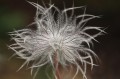 pulsatilla-6361489_1280.jpg