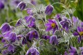 flower-7935433_1280.jpg