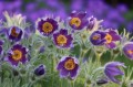 pasque-flower-5101027_1280.jpg