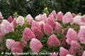 Hydrangea pan. Living Pink &amp; Rose®1.jpg