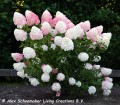 Hydrangea pan. Living Pink &amp; Rose®2.jpg