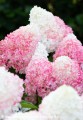 Hydrangea pan. Living Pink &amp; Rose®3.jpg