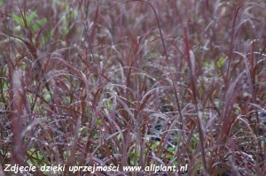 Palczatka Gerarda 'Blackhawks' C5