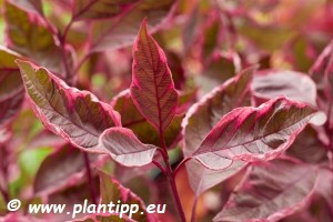 Dereń biały MIRACLE 'Verpaalen2' PBR C3