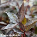 Cornus alba Nightfall 1.jpg