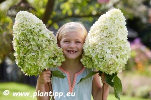 Hortensja bukietowa 'Hercules' PBR C2