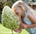 Hydrangea paniculata Hercules 2.jpg