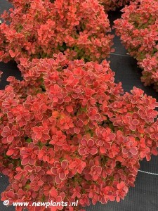 Berberys thunberga 'Red Hot Chili' C2