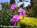 Hibiscus syriacus French Cabaret® Purple1.jpg