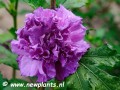 Hibiscus syriacus French Cabaret® Purple2.jpg