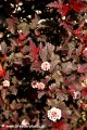 Physocarpus opulifolius LADY IN RED 'Tuilad'1.jpg