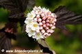 Physocarpus opulifolius LADY IN RED 'Tuilad'2.jpg
