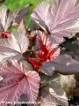 Physocarpus opulifolius LADY IN RED 'Tuilad'4.jpg