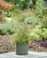 Betula pendula Karaca3.jpg