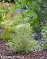 Betula pendula Karaca5.jpg