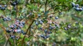 pexels-nc-farm-bureau-mark-8754403.jpg