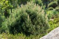 pinus mugo var pumilio1.jpg
