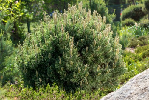 pinus mugo var pumilio1.jpg