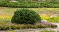 pinus mugo var pumilio.jpg