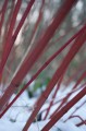 red-dogwood-271276_1280.jpg