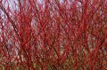 branch-4012354_1280.jpg