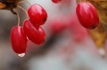 autumn-5772400_1280.jpg