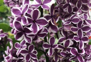 Lilak pospolity 'Sensation' C2