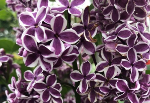 Lilak Sensation (2).JPG