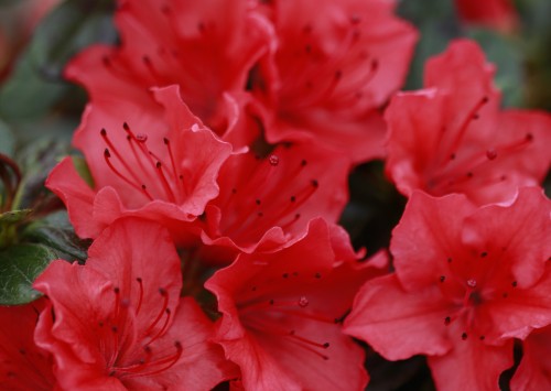 Az. jap. Geisha Orange (1).JPG