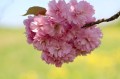 japanese-cherry-7140782_1280.jpg