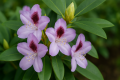 Rhododendron Lugano2.png