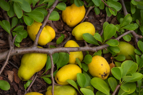 Pigwowiec Nicoline3.png