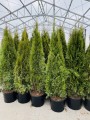 Thuja occ Smaragd (Kopiowanie).JPEG